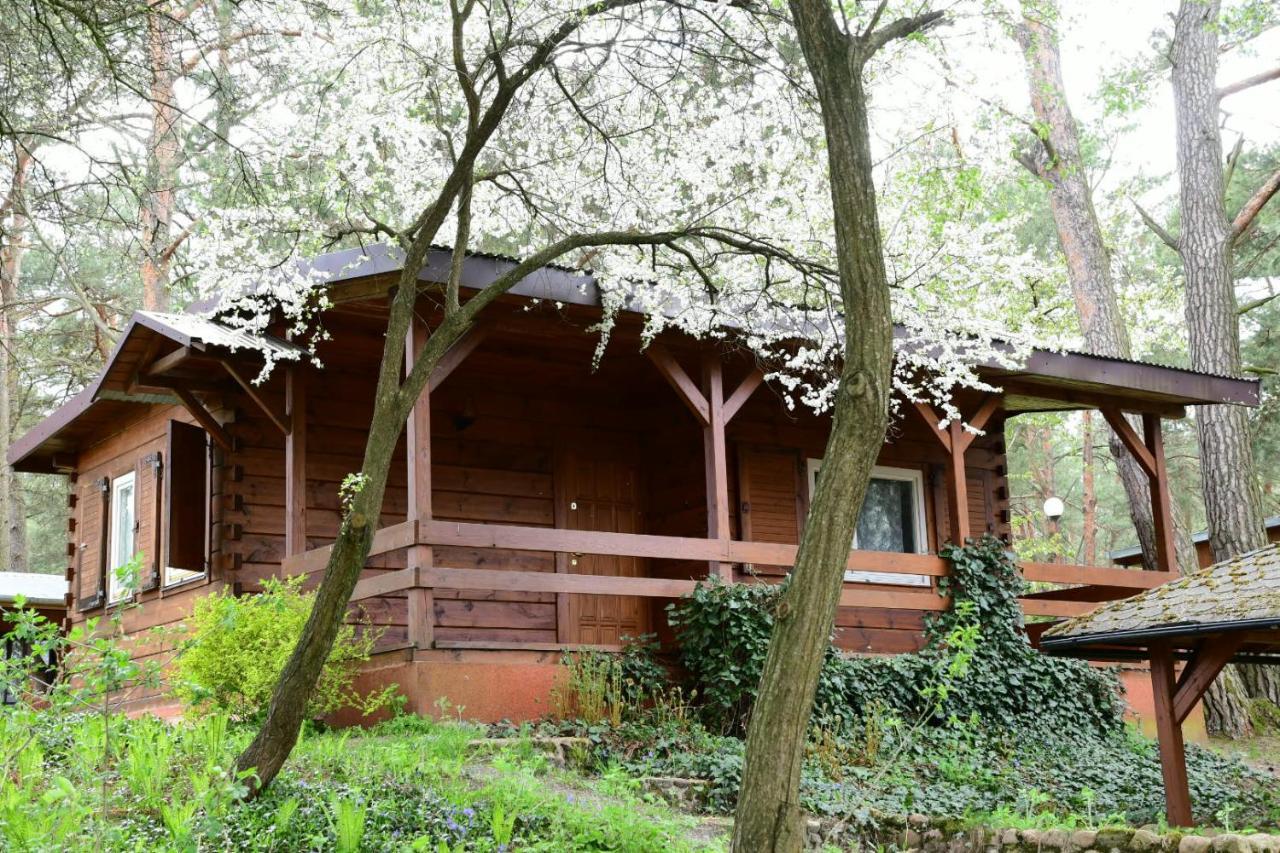 Sosnowy Domek Serpelice Dış mekan fotoğraf